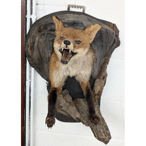 123 - Taxidermy wall mount fox front end, emerging from den by Portraits of Nature Taxidermy (Mark William... 