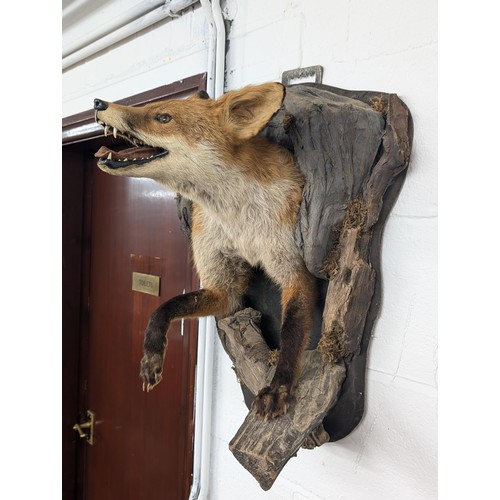 123 - Taxidermy wall mount fox front end, emerging from den by Portraits of Nature Taxidermy (Mark William... 