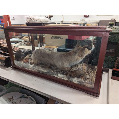 167 - Victorian taxidermy fox and pheasant in 44 x 18.5 x 22