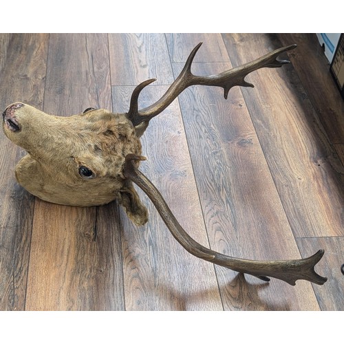 312 - Taxidermy Stags head and antlers by David Graham of York