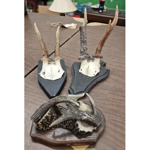 92 - 3 x Taxidermy antlers on wooden bases