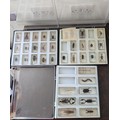 A Collection of Lucite Encased National Geographic Insects and ...