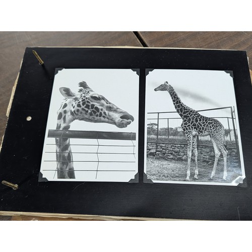153 - Vernacular Mid-20th Century Photograph Album of Zoo and Topographical Scenes From Portmeirion