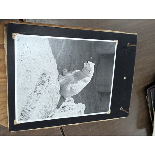 153 - Vernacular Mid-20th Century Photograph Album of Zoo and Topographical Scenes From Portmeirion