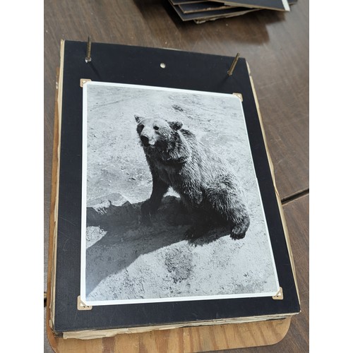 153 - Vernacular Mid-20th Century Photograph Album of Zoo and Topographical Scenes From Portmeirion