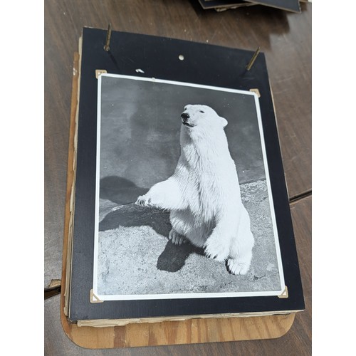 153 - Vernacular Mid-20th Century Photograph Album of Zoo and Topographical Scenes From Portmeirion