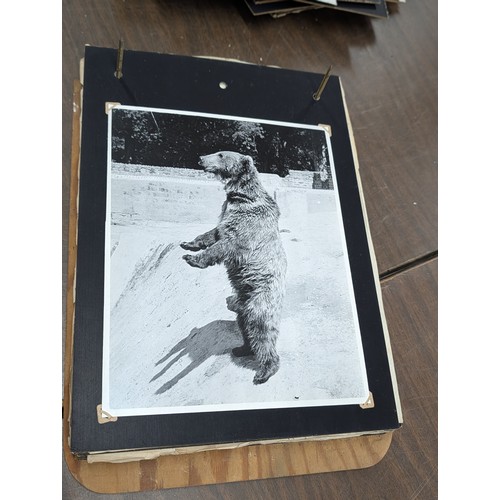 153 - Vernacular Mid-20th Century Photograph Album of Zoo and Topographical Scenes From Portmeirion