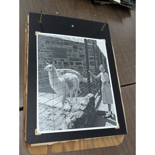 153 - Vernacular Mid-20th Century Photograph Album of Zoo and Topographical Scenes From Portmeirion