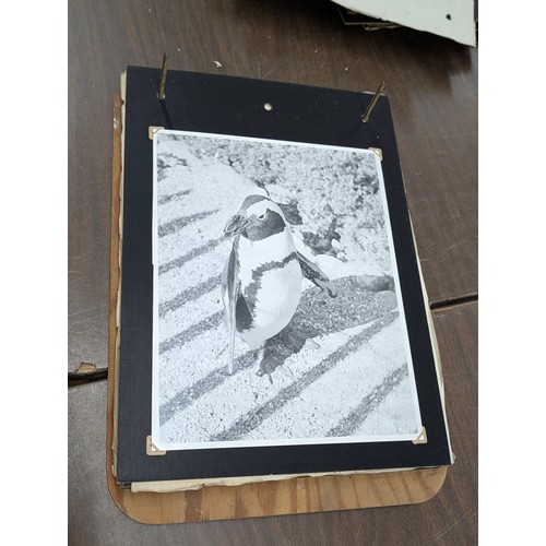 153 - Vernacular Mid-20th Century Photograph Album of Zoo and Topographical Scenes From Portmeirion