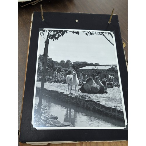 153 - Vernacular Mid-20th Century Photograph Album of Zoo and Topographical Scenes From Portmeirion