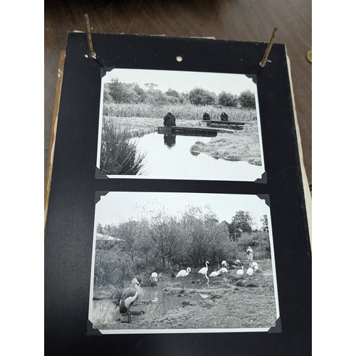 153 - Vernacular Mid-20th Century Photograph Album of Zoo and Topographical Scenes From Portmeirion