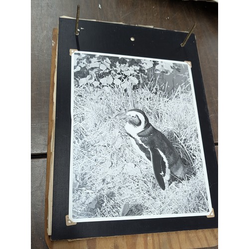 153 - Vernacular Mid-20th Century Photograph Album of Zoo and Topographical Scenes From Portmeirion