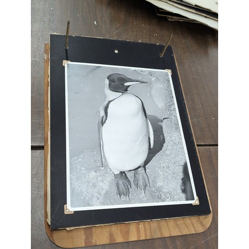 153 - Vernacular Mid-20th Century Photograph Album of Zoo and Topographical Scenes From Portmeirion