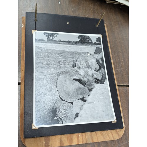 153 - Vernacular Mid-20th Century Photograph Album of Zoo and Topographical Scenes From Portmeirion