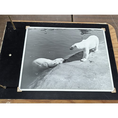 153 - Vernacular Mid-20th Century Photograph Album of Zoo and Topographical Scenes From Portmeirion