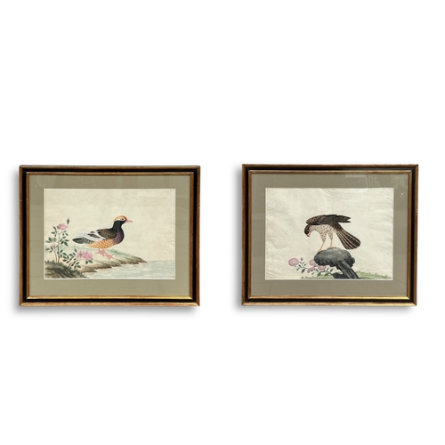 468 - A Pair of Chinese Export Pictures of Birds, 18th century finely painted in bright colours on English... 