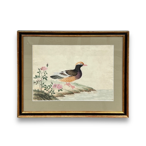 468 - A Pair of Chinese Export Pictures of Birds, 18th century finely painted in bright colours on English... 