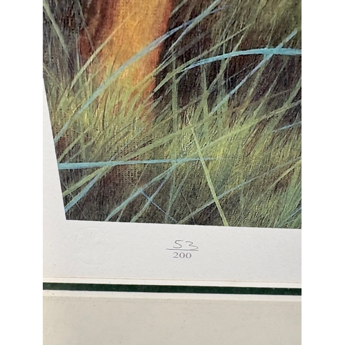 234 - Framed print of 2 retriever dogs &lsquo; Silver & Gold &lsquo; by Nigel Hemming 53/200