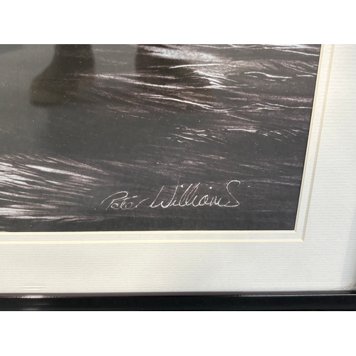 238 - Framed picture of swans by Peter Williams