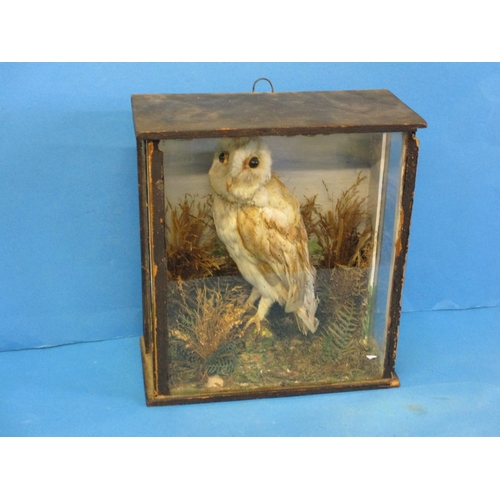 293 - A Victorian taxidermy young barn owl in glazed case