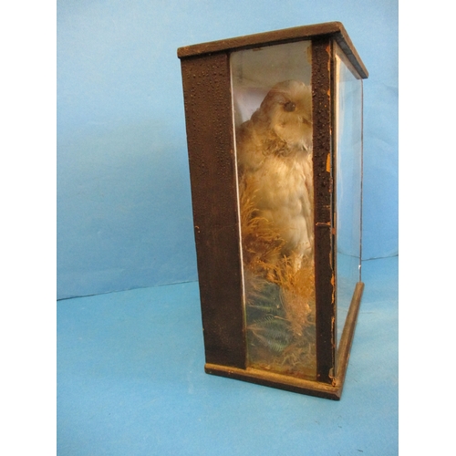 293 - A Victorian taxidermy young barn owl in glazed case