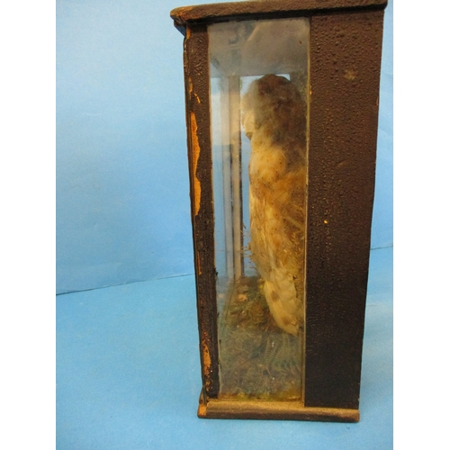 293 - A Victorian taxidermy young barn owl in glazed case