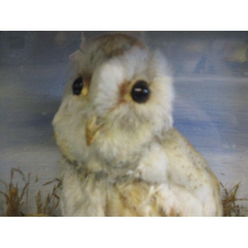 293 - A Victorian taxidermy young barn owl in glazed case