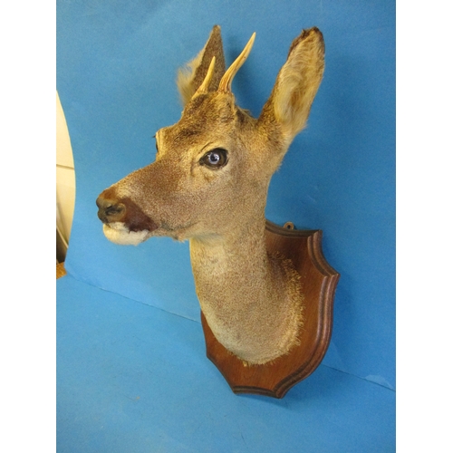 294 - An early 20th century taxidermy Roe Deer head mounted on oak shield