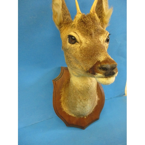 294 - An early 20th century taxidermy Roe Deer head mounted on oak shield