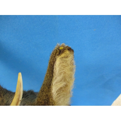 294 - An early 20th century taxidermy Roe Deer head mounted on oak shield