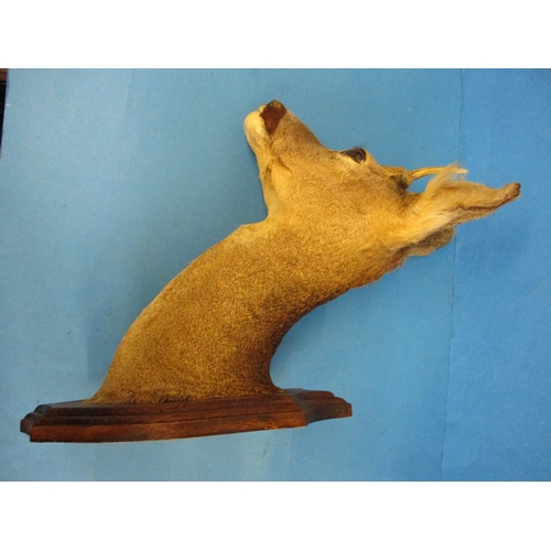 294 - An early 20th century taxidermy Roe Deer head mounted on oak shield