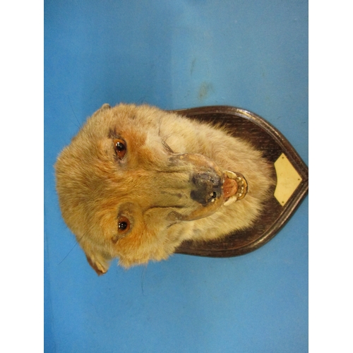 295 - An early 20th century taxidermy fox head mounted on oak shield