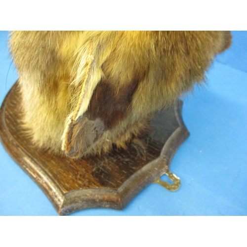 295 - An early 20th century taxidermy fox head mounted on oak shield