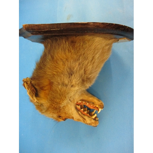 295 - An early 20th century taxidermy fox head mounted on oak shield