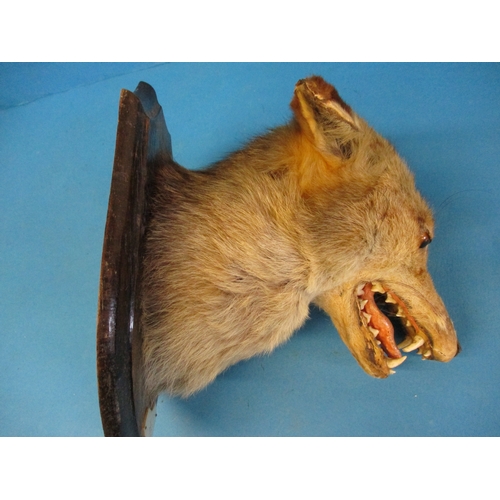 295 - An early 20th century taxidermy fox head mounted on oak shield