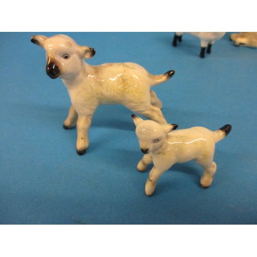 213 - 6 Vintage Beswick sheep figures, one having a very small chip, less then 1mm nip to one ear end, all... 