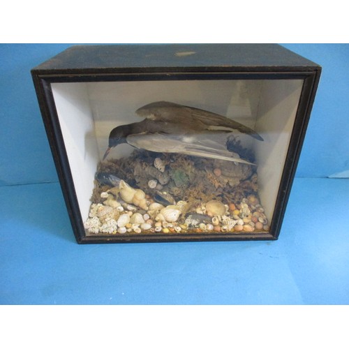 327 - An antique taxidermy Black Tern in glazed display case with pebble and shell ground, approx. case si... 