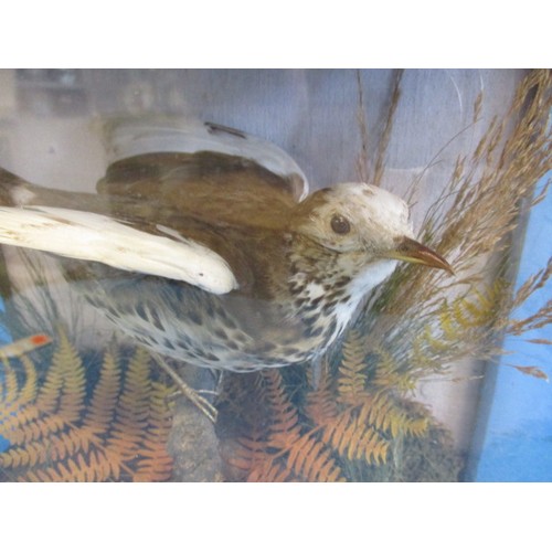 325 - An antique taxidermy Albino Thrush in glazed display case with naturalistic fern base, approx. case ... 