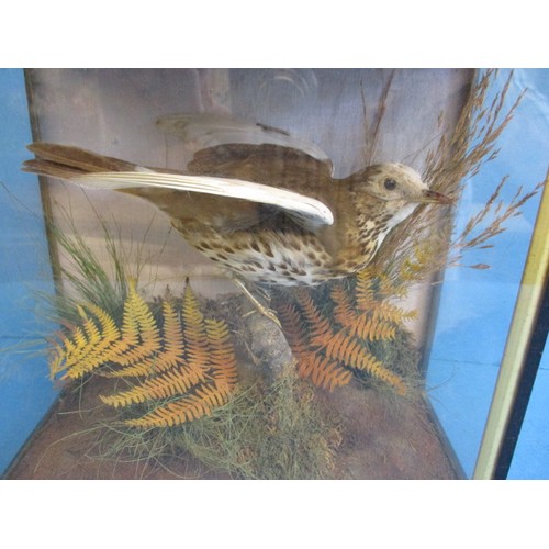 325 - An antique taxidermy Albino Thrush in glazed display case with naturalistic fern base, approx. case ... 