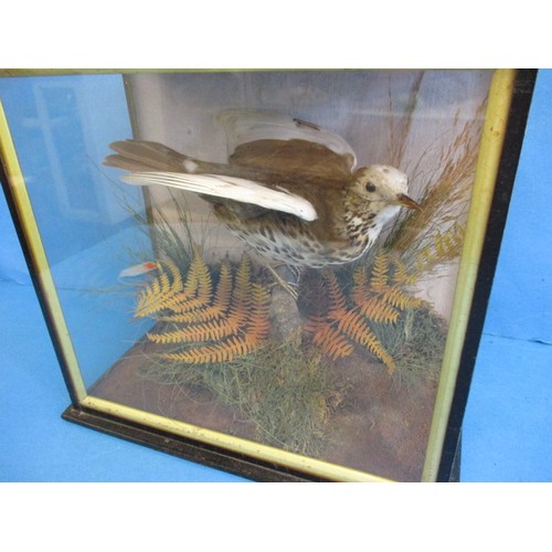 325 - An antique taxidermy Albino Thrush in glazed display case with naturalistic fern base, approx. case ... 