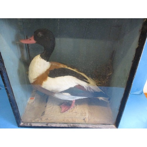 326 - An antique taxidermy duck in tapering glazed display case, approx. case size W42cm, H45cm, D23cm in ... 