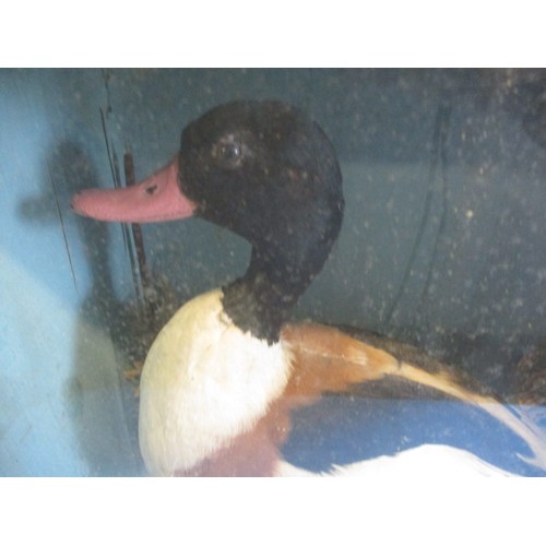 326 - An antique taxidermy duck in tapering glazed display case, approx. case size W42cm, H45cm, D23cm in ... 