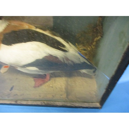 326 - An antique taxidermy duck in tapering glazed display case, approx. case size W42cm, H45cm, D23cm in ... 