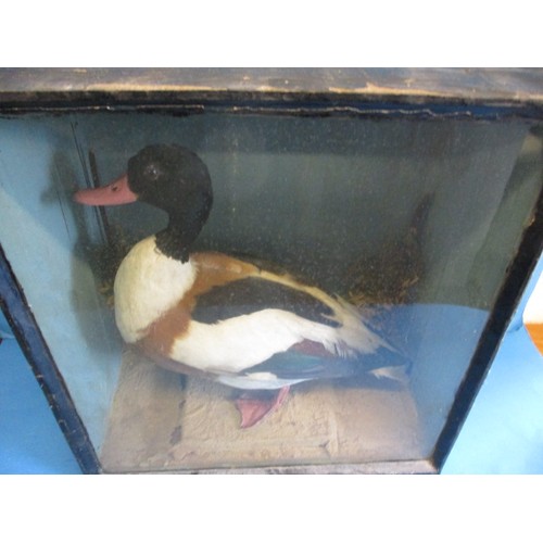 326 - An antique taxidermy duck in tapering glazed display case, approx. case size W42cm, H45cm, D23cm in ... 