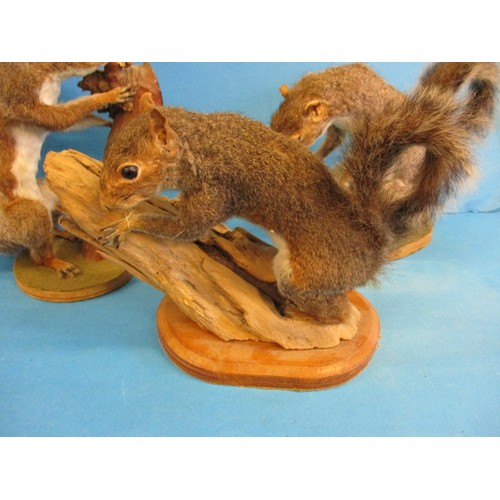 262 - Three vintage taxidermy squirrels, each mounted on wood plinth, all in vintage condition, one with m... 