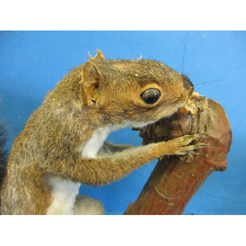 262 - Three vintage taxidermy squirrels, each mounted on wood plinth, all in vintage condition, one with m... 