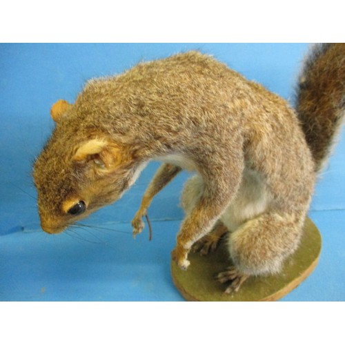 262 - Three vintage taxidermy squirrels, each mounted on wood plinth, all in vintage condition, one with m... 