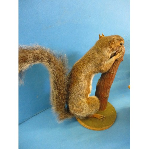 262 - Three vintage taxidermy squirrels, each mounted on wood plinth, all in vintage condition, one with m... 