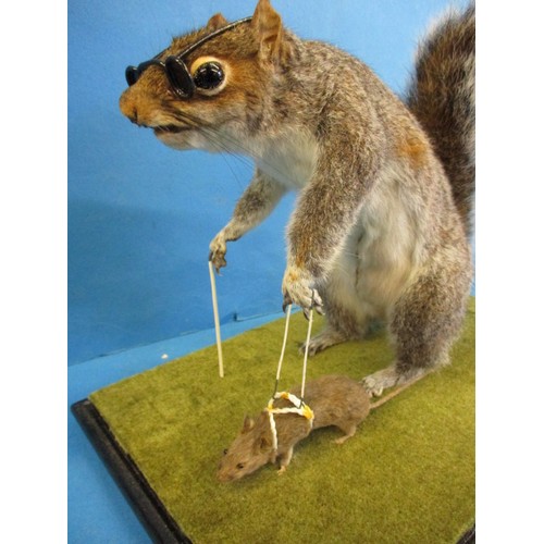 263 - A taxidermy squirrel in glazed case, mounted as a blind squirrel taking a mouse for a walk. The work... 