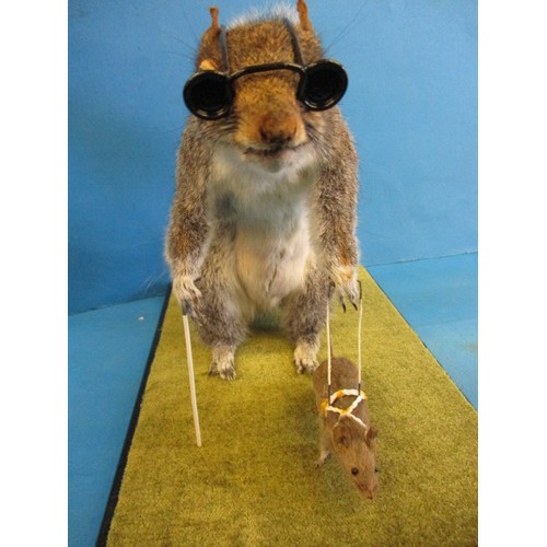 263 - A taxidermy squirrel in glazed case, mounted as a blind squirrel taking a mouse for a walk. The work... 